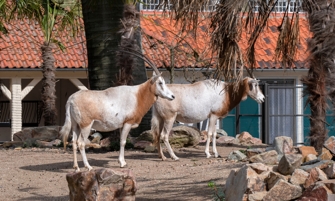Two Sahara oryx - which are extinct in the wild - born at Amsterdam zoo