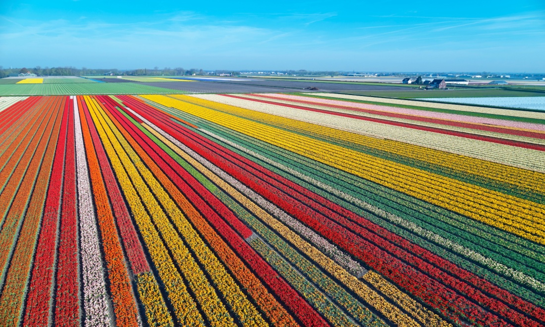 Robots are helping Dutch tulip farmers beat disease