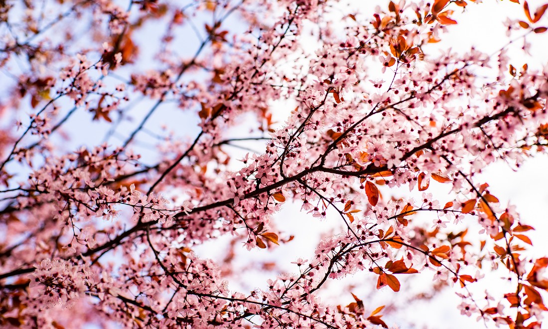 The best spots for enjoying cherry blossom season in Europe
