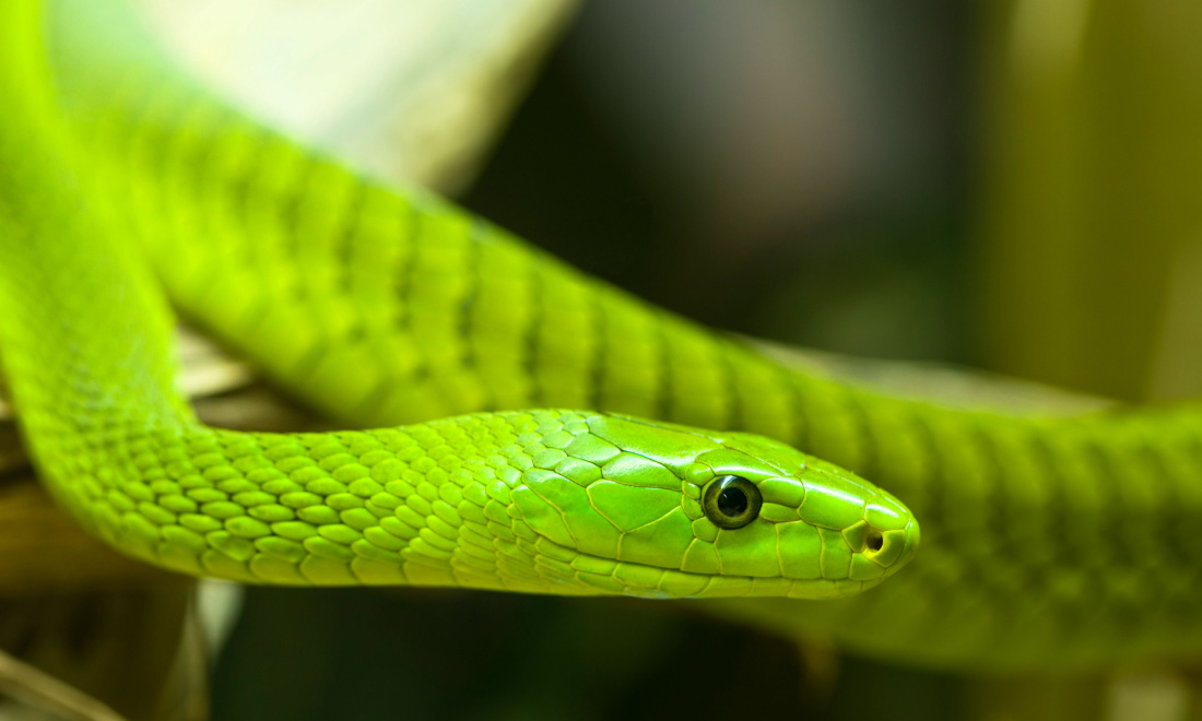 2 metre-long super venomous Green Mamba snake on the loose in Tilburg