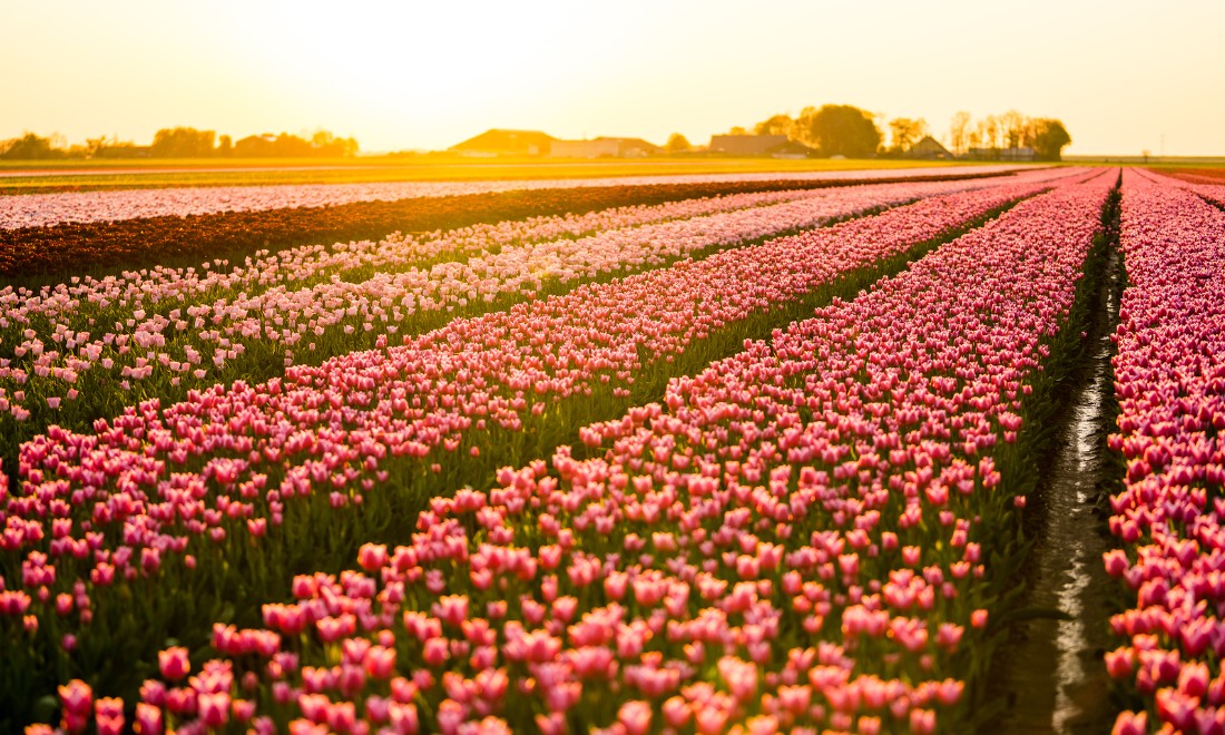 [Video] Gorgeous Dutch tulips
