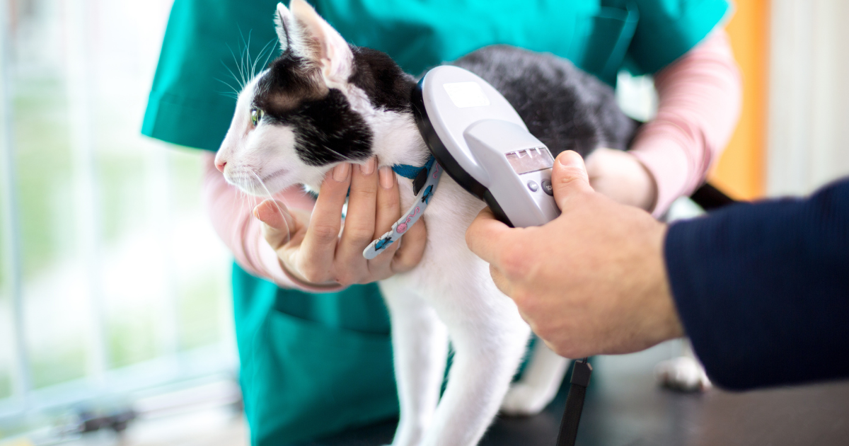 Microchipping cats and dogs will be mandatory with new EU law