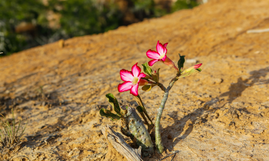 A rose in the desert: Navigating your career as an expat