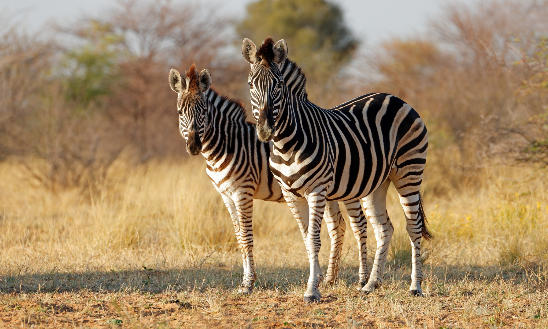 Two zebras and other wild animals discovered in van leaving the Netherlands