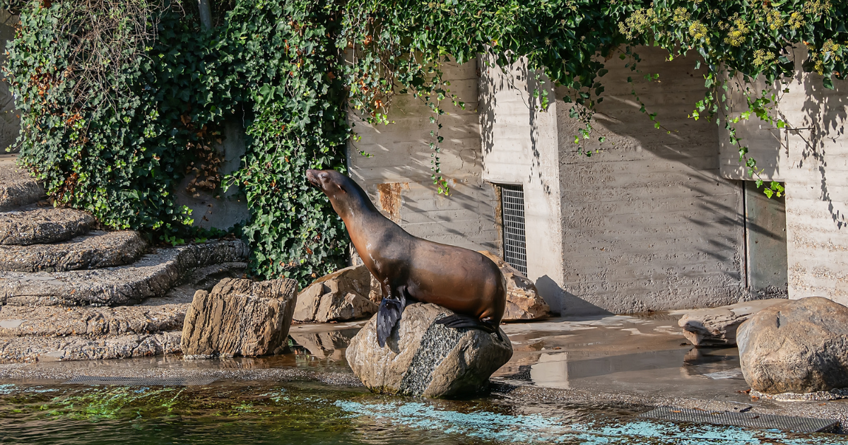 Artis Zoo in Amsterdam to relocate sea lions to Singapore