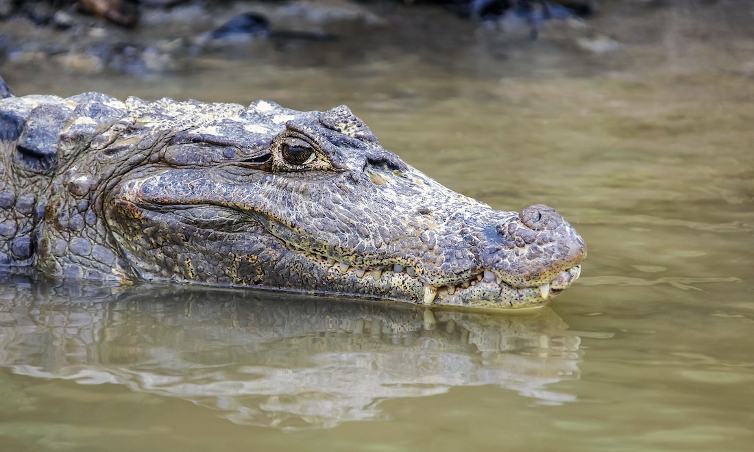 How sex with a crocodile can boost your Dutch