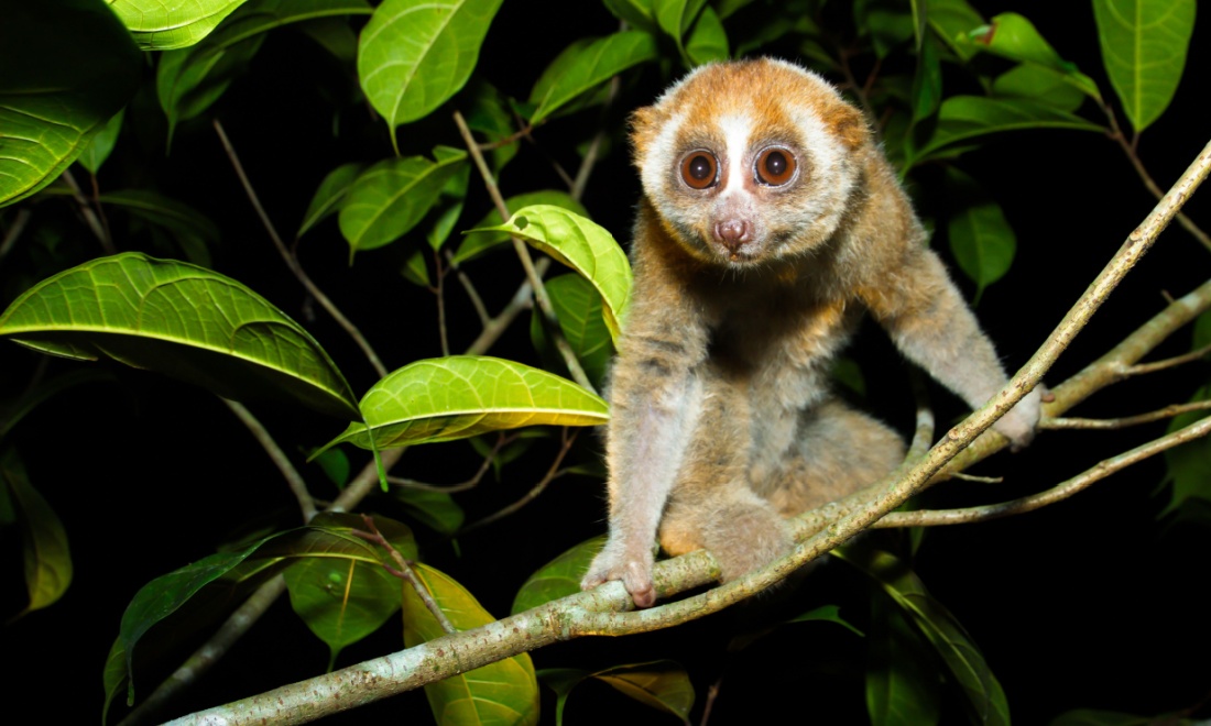 Rare, venomous night monkeys born in Amersfoort Zoo