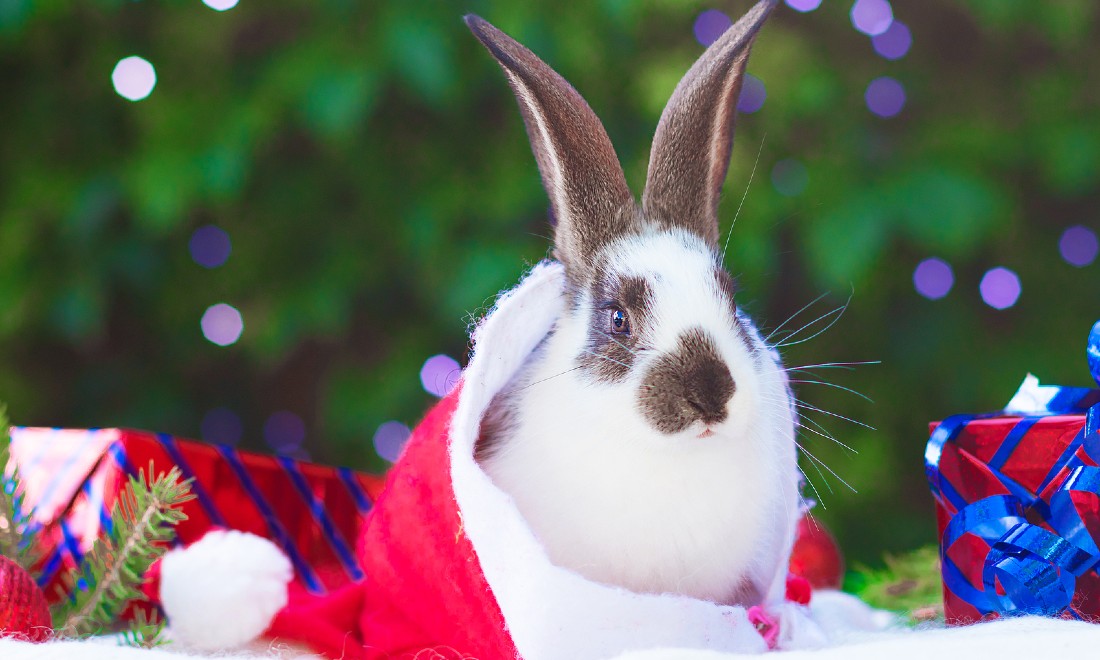 Flappie: An English translation of a Dutch Christmas classic