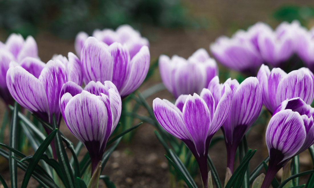 March 2024: 5 things expats in the Netherlands need to know 