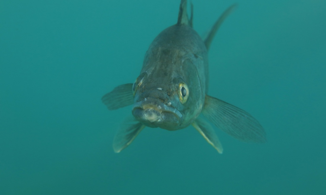 Utrecht's fish doorbell goes viral after appearing on John Oliver show