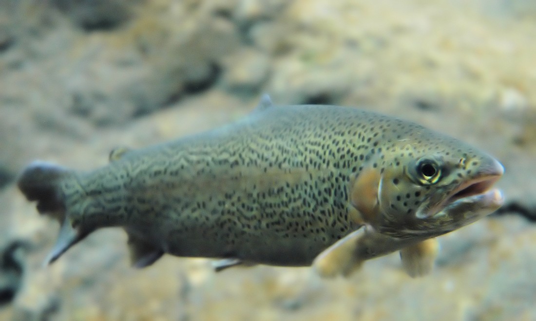 [Video] World’s first fish doorbell installed in Utrecht