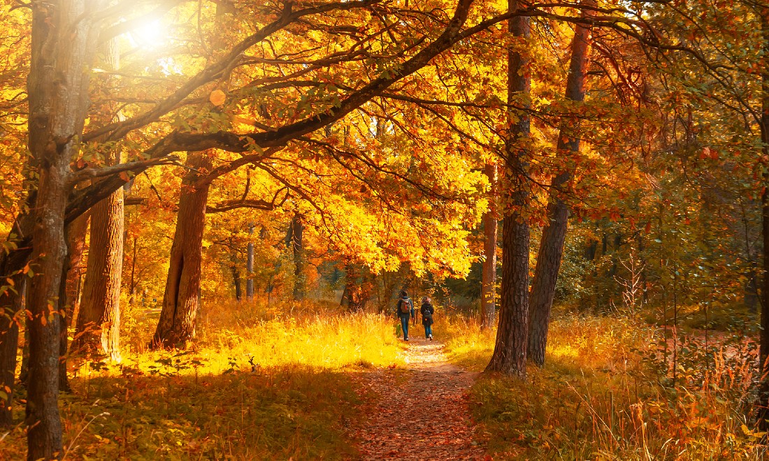 8 magnificent hikes to do in the Netherlands this autumn