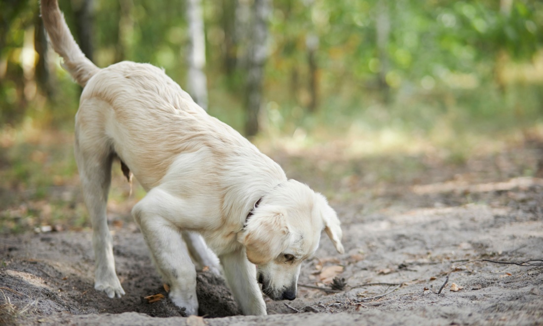 Dog finds pipe bomb in Brabant backyard and brings it inside