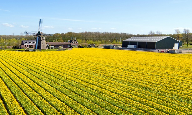Dutch agricultural exports grew to record-high in 2015