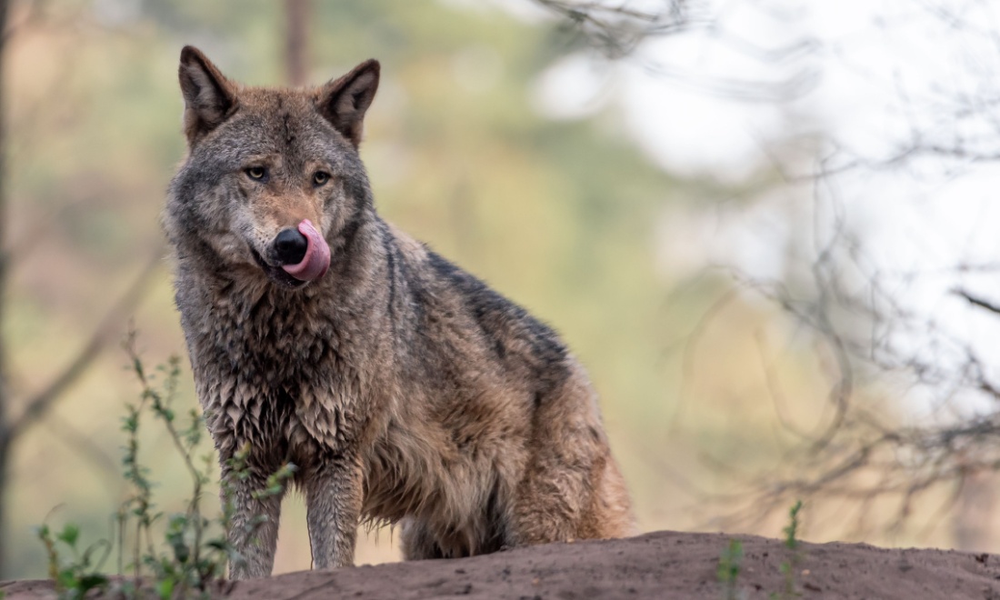 Dutch wolf population set to grow six times larger than expected