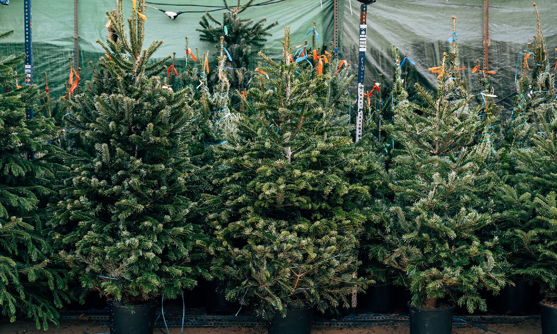 Beware! There's a bauble-less Christmas tree on the loose 