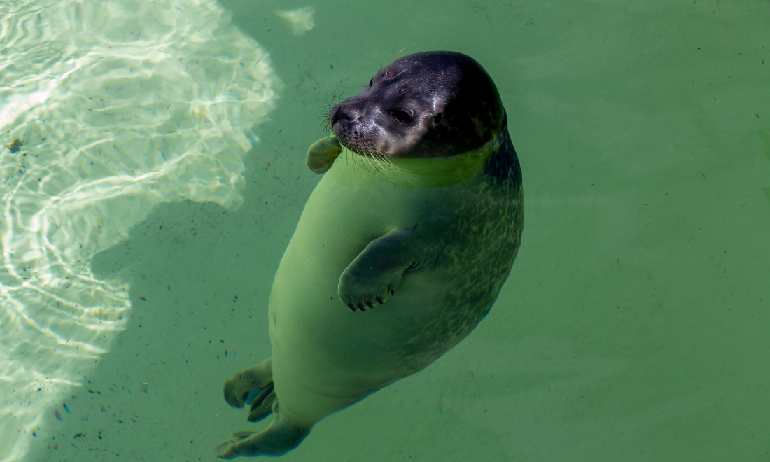 Seal webcam at Dutch rescue centre goes viral in Japan