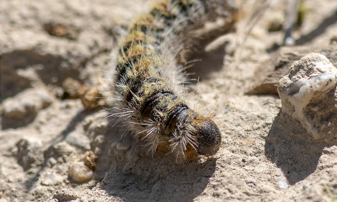 The first oak processionary caterpillars are almost ready to hatch