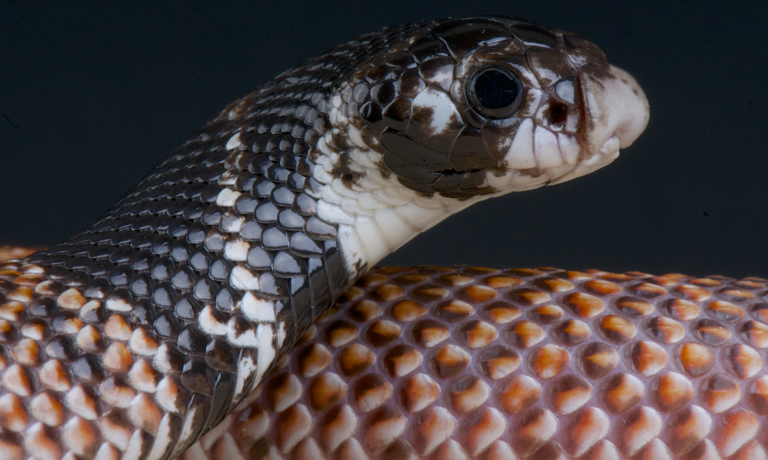Venomous cobra on the loose in Lelystad