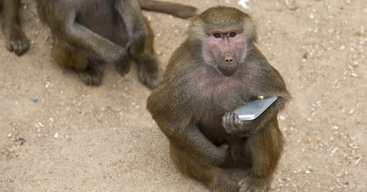 Baboons record videos with phone dropped by visitor at Dutch zoo
