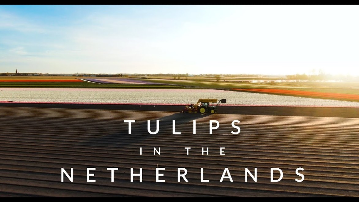 [Video] Footage of the beautiful Dutch tulip fields from above
