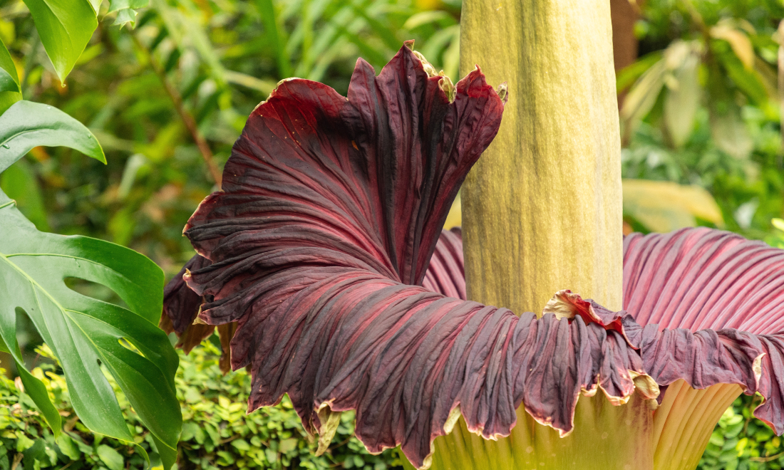 Giant penis plant blooms at Rotterdam zoo for first time in 60 years 