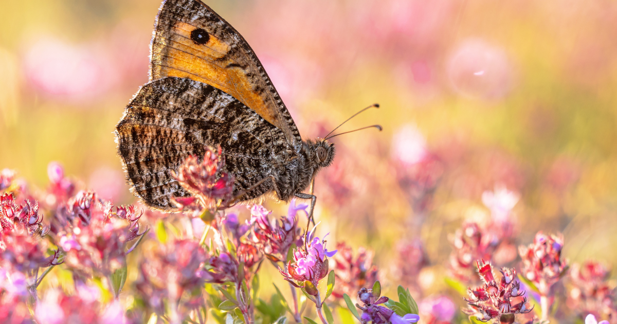 Experts concerned about low insect numbers in the Netherlands