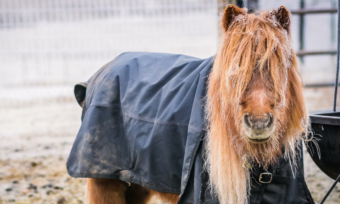 Revellers forget pony at Den Bosch bar after one too many beers 