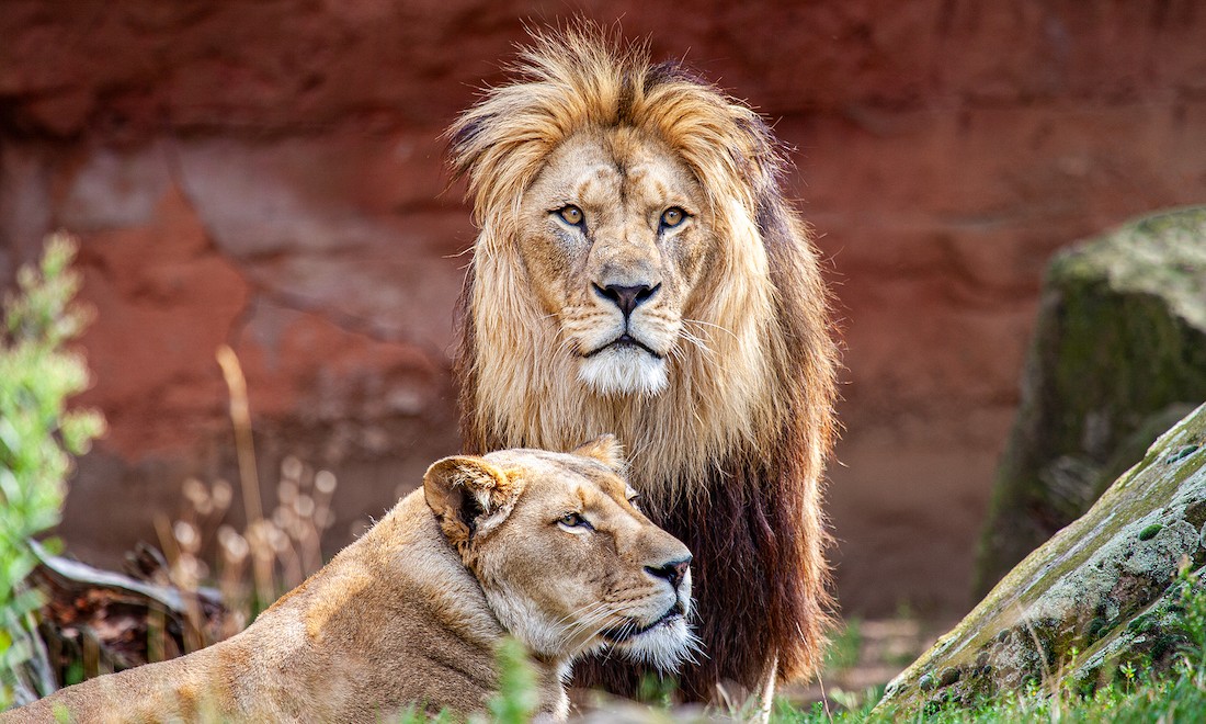 What’s the deal with the two medieval lion bones unearthed in the Hague?